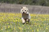 CAIRN TERRIER 275